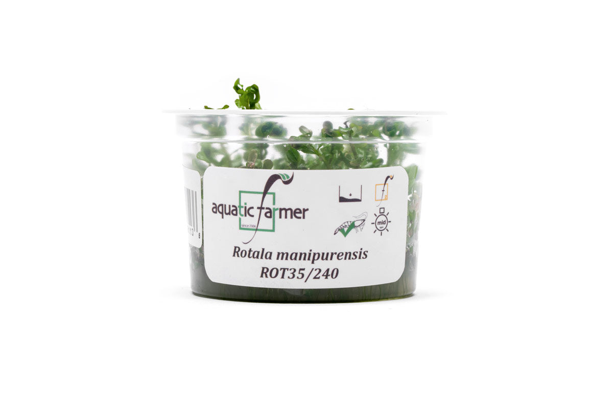 [SG READY STOCKS Live Aquatic Tissue Culture Plant] Rotala manipurensis by Aquatic Farmer