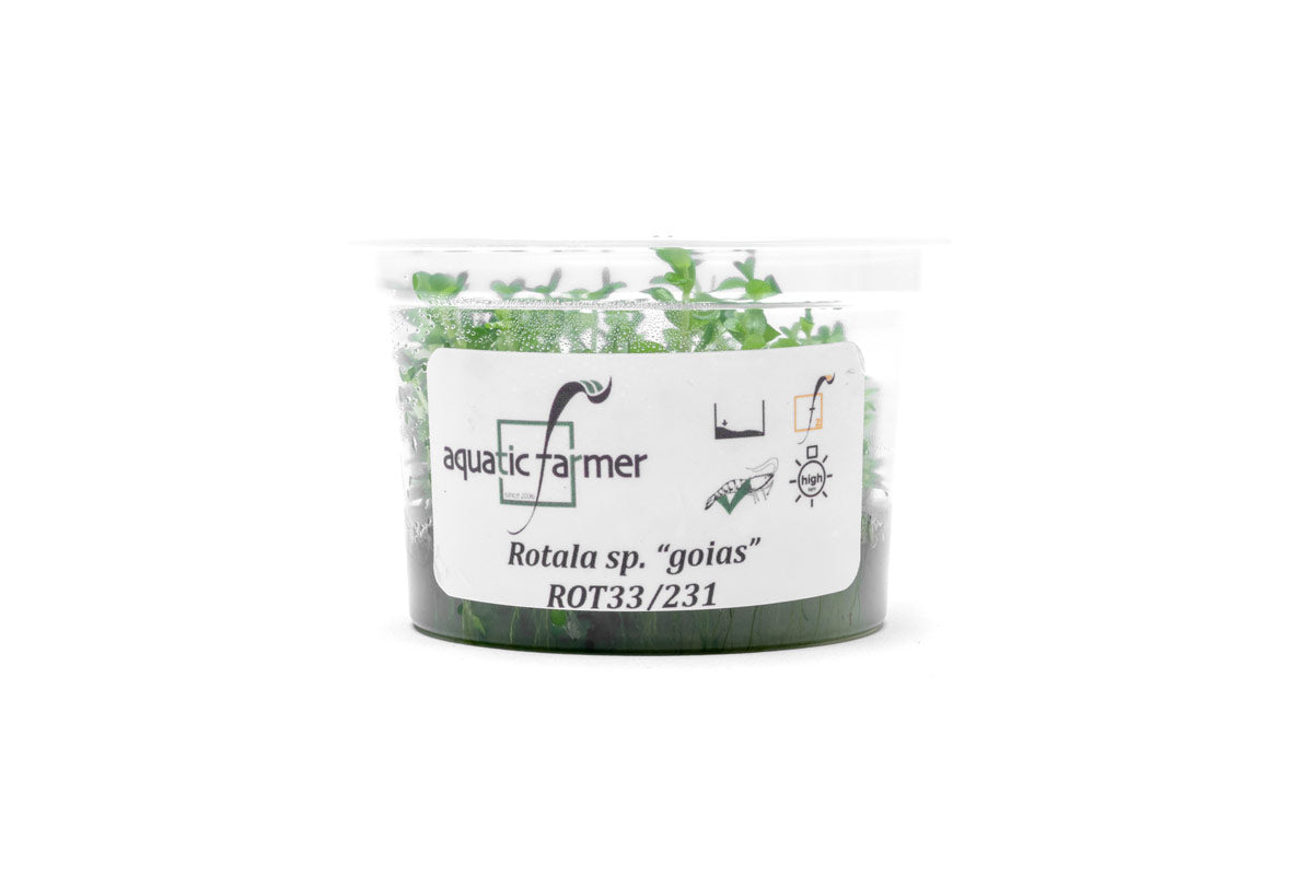 [SG READY STOCKS Live Aquatic Tissue Culture Plant] Rotala sp. goias by Aquatic Farmer