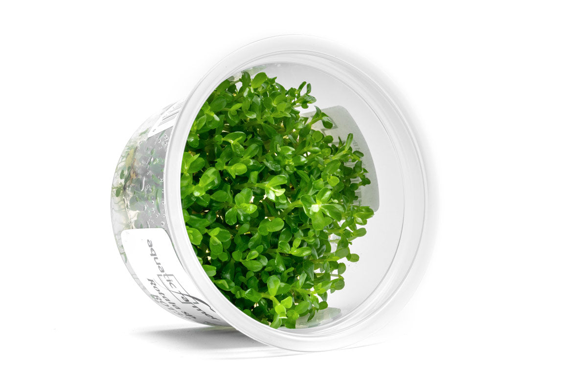 [SG READY STOCKS Live Aquatic Tissue Culture Plant] Rotala sp. goias by Aquatic Farmer