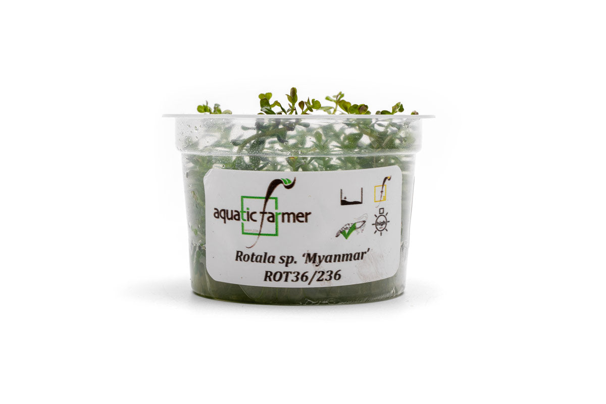 [SG READY STOCKS Live Aquatic Tissue Culture Plant] Rotala sp. ‘Myanmar’ by Aquatic Farmer