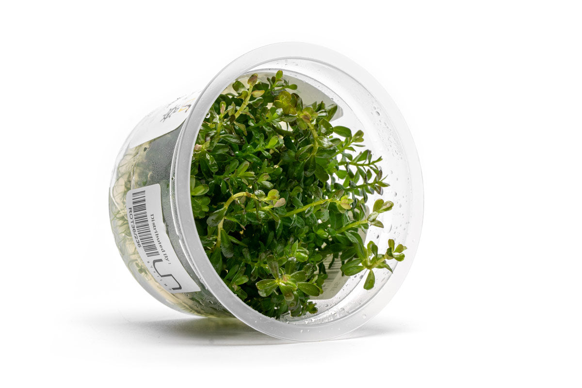 [SG READY STOCKS Live Aquatic Tissue Culture Plant] Rotala sp. ‘Myanmar’ by Aquatic Farmer