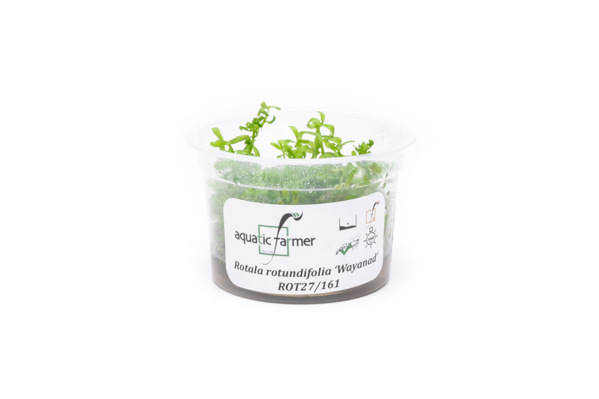 [SG READY STOCKS Live Aquatic Tissue Culture Plant] Rotala Wayanad by Aquatic Farmer