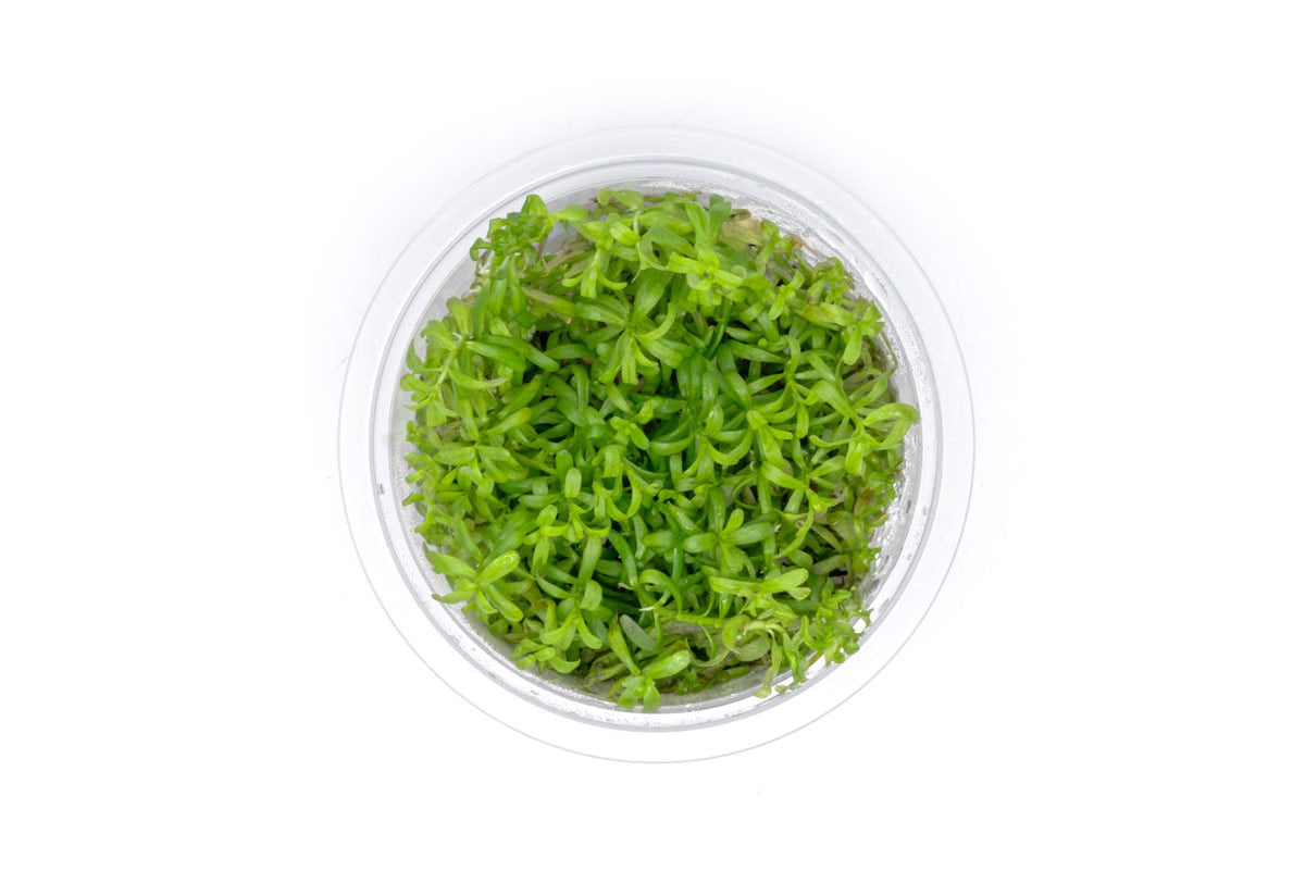 [SG READY STOCKS Live Aquatic Tissue Culture Plant] Rotala Wayanad by Aquatic Farmer