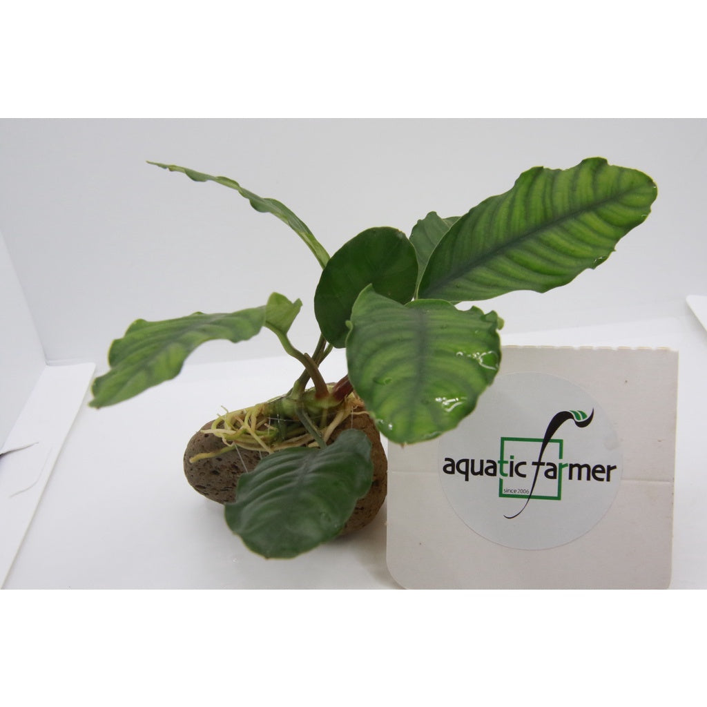 [SG READY STOCKS Live Aquatic Plant] Anubias coffeefolia by Aquatic Farmer
