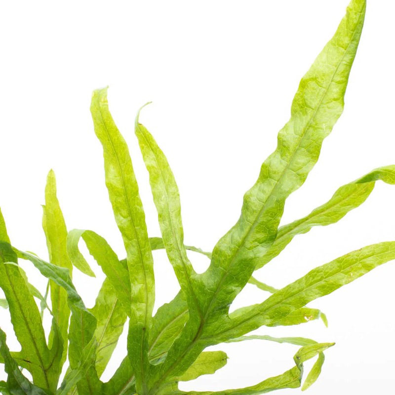 [SG READY STOCKS Live Aquatic Plant] Java Fern ‘Trident’ Potted by Aquatic Farmer