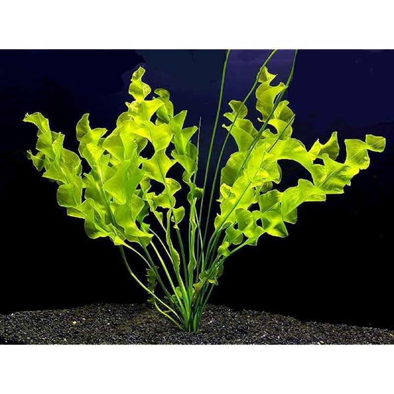 [SG READY STOCKS Live Aquatic Plant] Aponogeton ulvaceus (BULB ONLY) by Aquatic Farmer