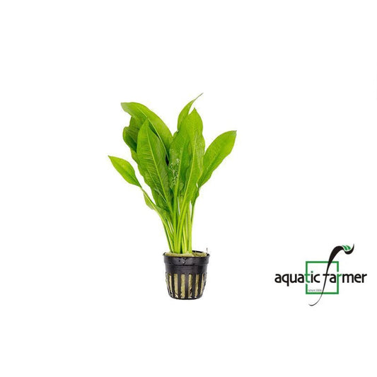 [SG READY STOCKS Live Aquatic Plant] Echinodorus amazonicus Potted by Aquatic Farmer
