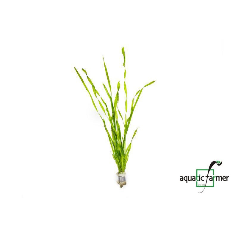 [SG READY STOCKS Live Aquatic Plant] Vallisneria corkscrew in Lead Bunch by Aquatic Farmer