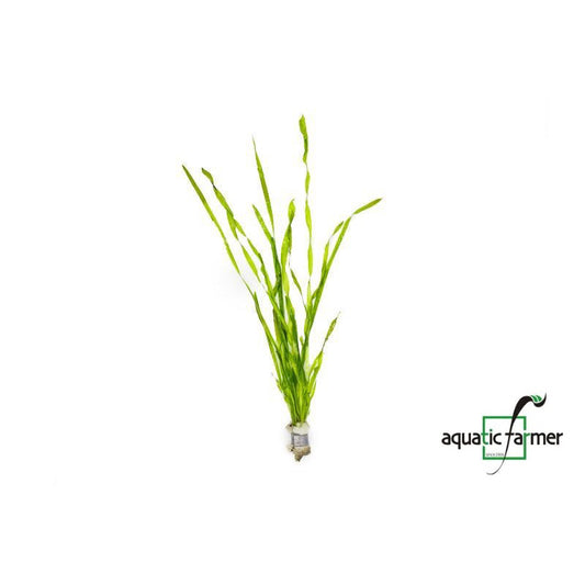 [SG READY STOCKS Live Aquatic Plant] Vallisneria corkscrew in Lead Bunch by Aquatic Farmer