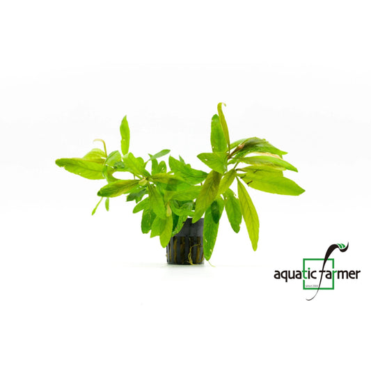 [SG READY STOCKS Live Aquatic Plant] Staurogyne sp 'Bihar' Potted by Aquatic Farmer