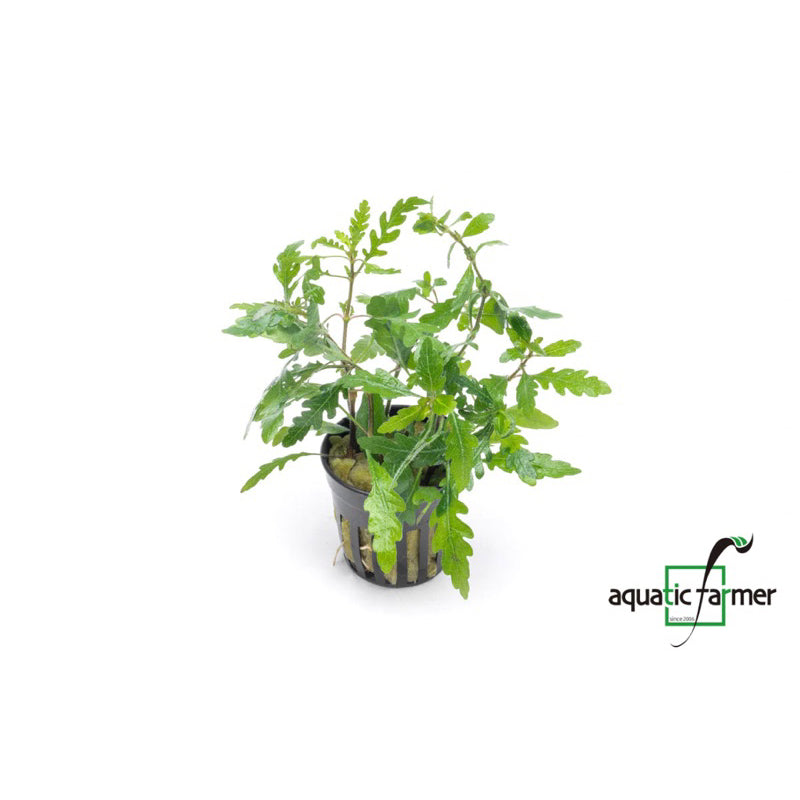 [SG READY STOCKS Live Aquatic Plant] Hygrophila pinnatifida Potted by Aquatic Farmer
