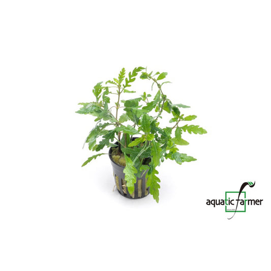[SG READY STOCKS Live Aquatic Plant] Hygrophila pinnatifida Potted by Aquatic Farmer