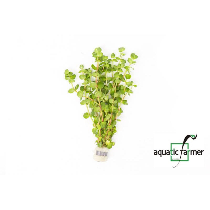 [SG READY STOCKS Live Aquatic Plant] Rotala Coin Leaf in Lead Bunch by Aquatic Farmer