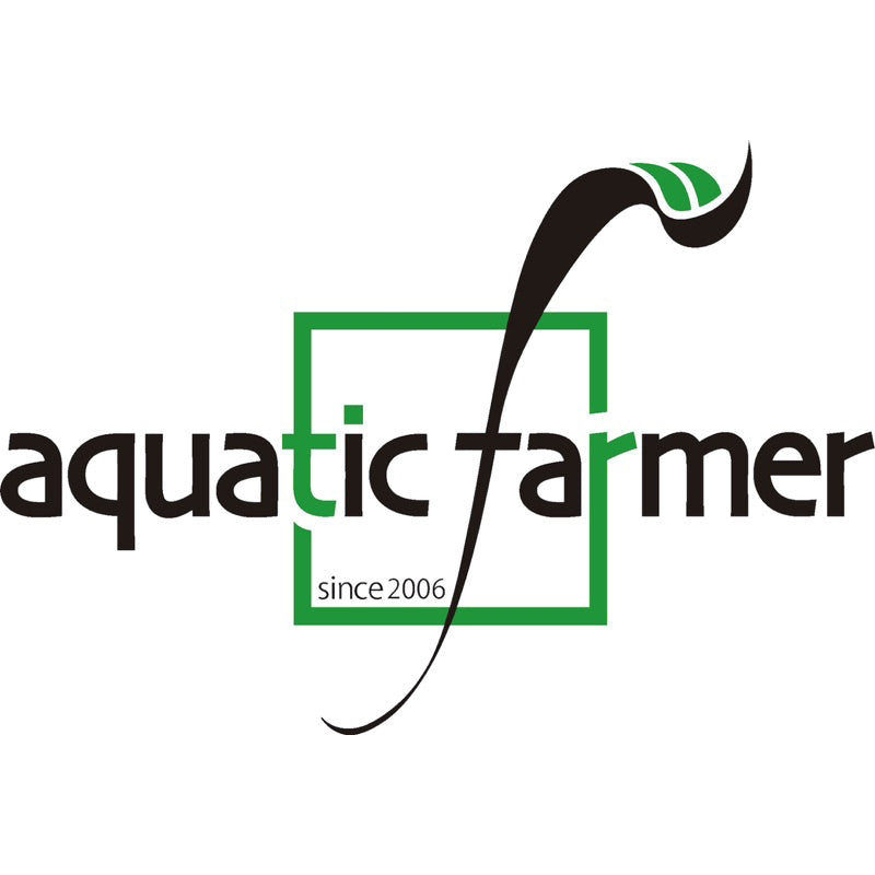 [SG READY STOCKS Live Aquatic Plant] Ludwigia palustris Super Red in Lead Bunch by Aquatic Farmer