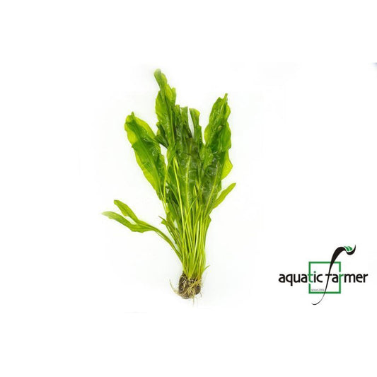 [SG READY STOCKS Live Aquatic Plant] Aponogeton ulvaceus (BULB ONLY) by Aquatic Farmer
