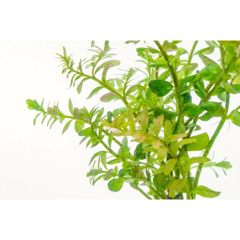 [SG READY STOCKS Live Aquatic Plant] Rotala Colorata in Lead Bunch by Aquatic Farmer