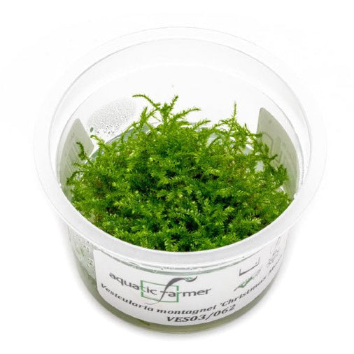 SG READY STOCKS Live Aquatic Tissue Culture Plant by Aquatic Farmer