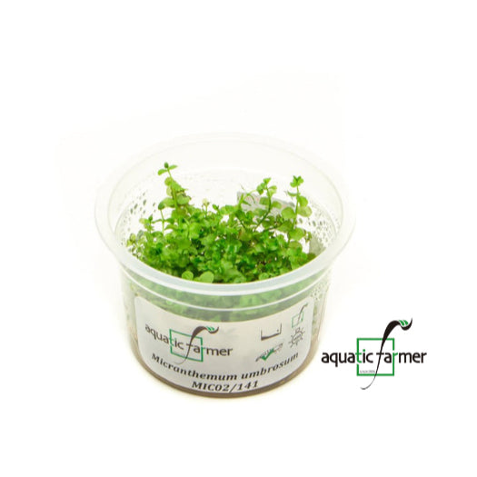 SG READY STOCKS Live Aquatic Tissue Culture Plant by Aquatic Farmer