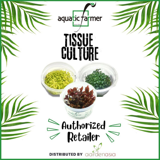 SG READY STOCKS Live Aquatic Tissue Culture Plant by Aquatic Farmer