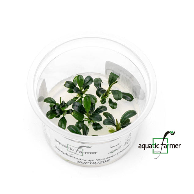 SG READY STOCKS Live Aquatic Tissue Culture Plant by Aquatic Farmer
