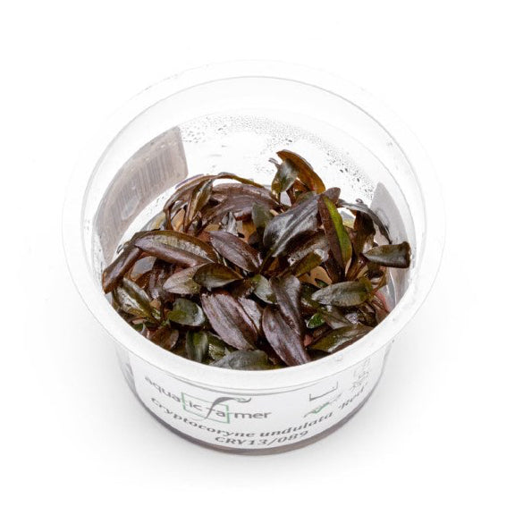 SG READY STOCKS Live Aquatic Tissue Culture Plant by Aquatic Farmer