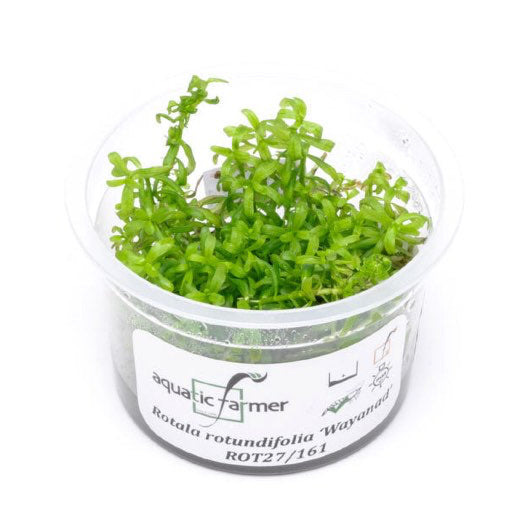 SG READY STOCKS Live Aquatic Tissue Culture Plant by Aquatic Farmer