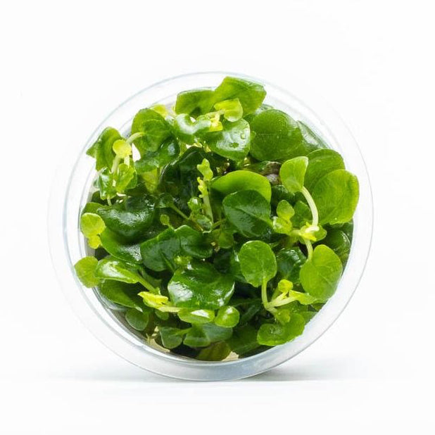 SG READY STOCKS Live Aquatic Tissue Culture Plant by Aquatic Farmer