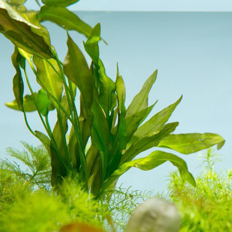 [SG READY STOCKS Live Aquatic Plant] Aponogeton crispus (BULB ONLY) by Aquatic Farmer