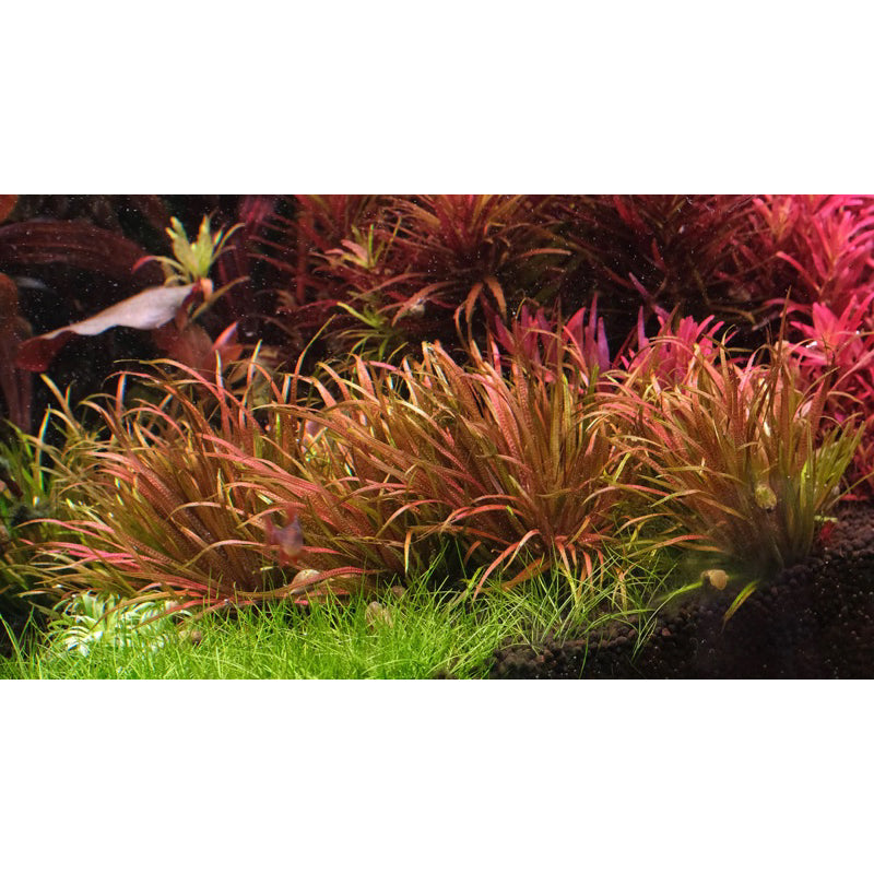 [SG READY STOCKS Live Aquatic Plant] Blyxa japonica Potted by Aquatic Farmer