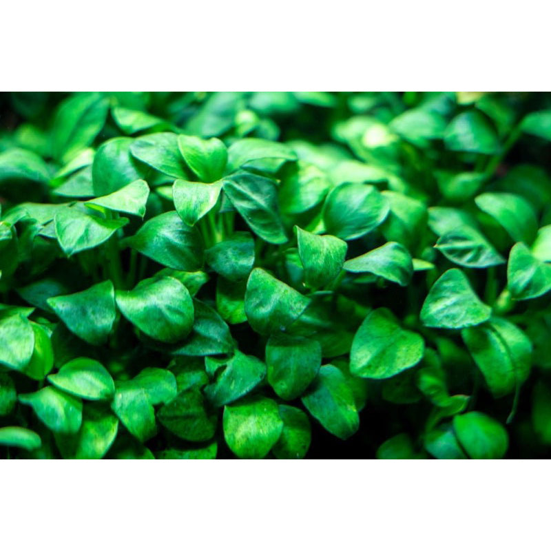 [SG READY STOCKS Live Aquatic Plant] Anubias Nana Petite by Aquatic Farmer
