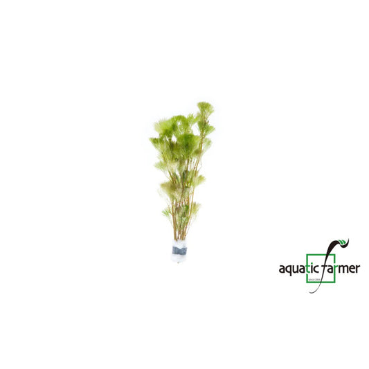 [SG READY STOCKS Live Aquatic Plant] Cabomba caroliniana in Lead Bunch by Aquatic Farmer