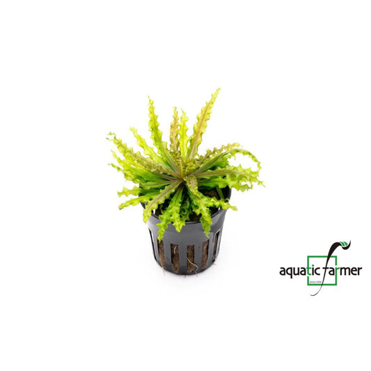 [SG READY STOCKS Live Aquatic Plant] Pogostemon helferi “Downoi” Red Potted by Aquatic Farmer