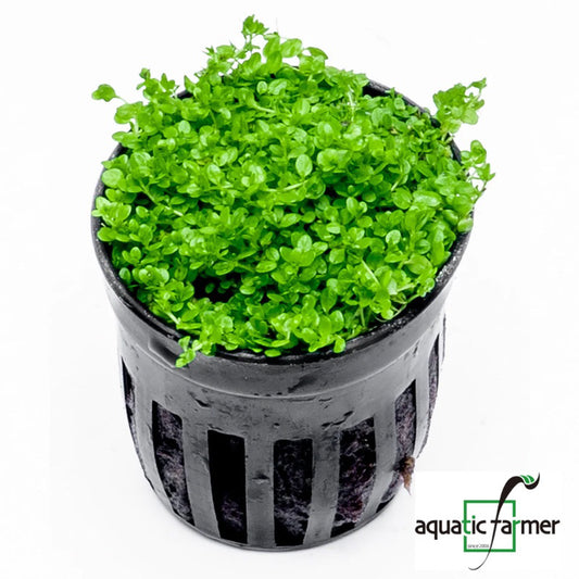[SG READY STOCKS Live Aquatic Plant] Hemianthus callitricoides Potted by Aquatic Farmer