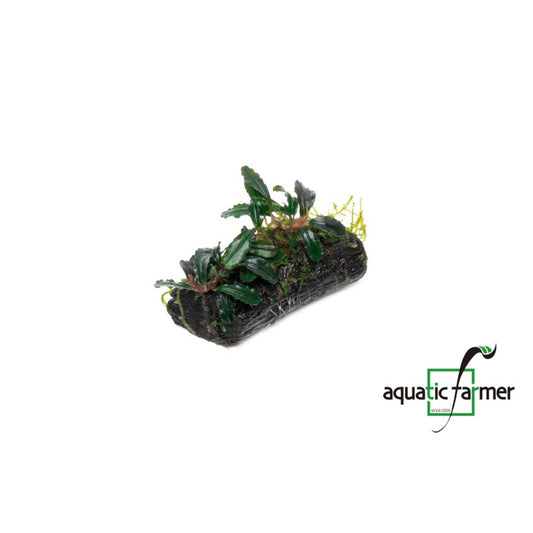 [SG READY STOCKS Live Aquatic Plant] Bucep with moss on driftwood (~4inch) by Aquatic Farmer