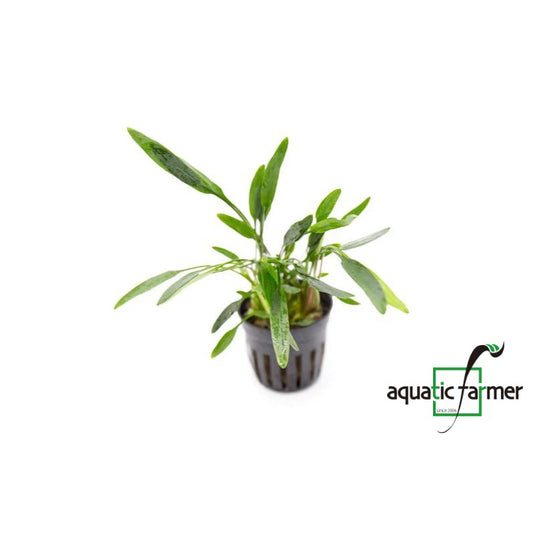 [SG READY STOCKS Live Aquatic Plant] Cryptocoryne lucens Potted by Aquatic Farmer