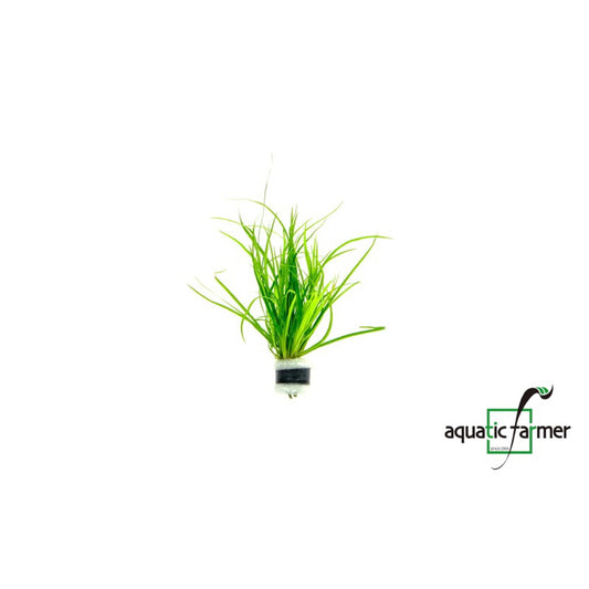 [SG READY STOCKS Live Aquatic Plant] Juncus repens in Lead Bunch by Aquatic Farmer