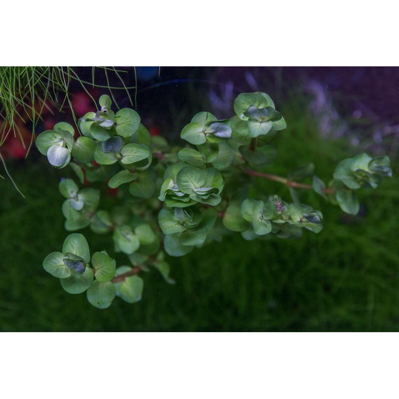 [SG READY STOCKS Live Aquatic Plant] Rotala Coin Leaf in Lead Bunch by Aquatic Farmer