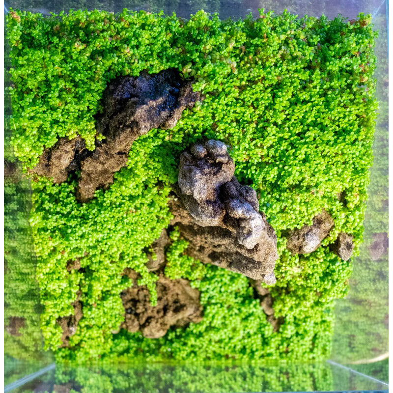 [SG READY STOCKS Live Aquatic Plant] Hemianthus callitricoides Potted by Aquatic Farmer