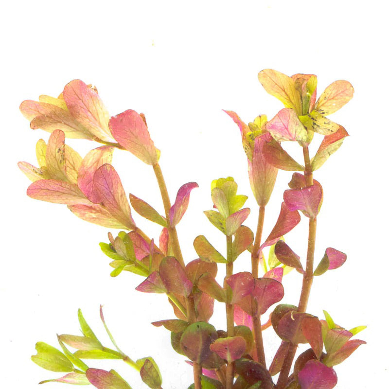[SG READY STOCKS Live Aquatic Plant] Rotala Orange Juice in Lead Bunch by Aquatic Farmer