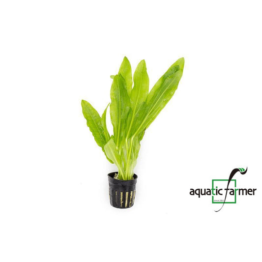 [SG READY STOCKS Live Aquatic Plant] Echinodorus martii Potted by Aquatic Farmer