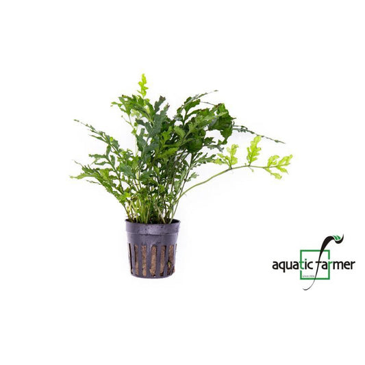 [SG READY STOCKS Live Aquatic Plant] Bolbitis difformis Potted by Aquatic Farmer