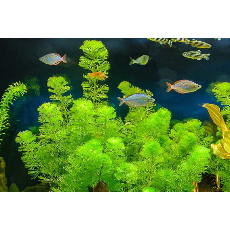 [SG READY STOCKS Live Aquatic Plant] Cabomba caroliniana in Lead Bunch by Aquatic Farmer