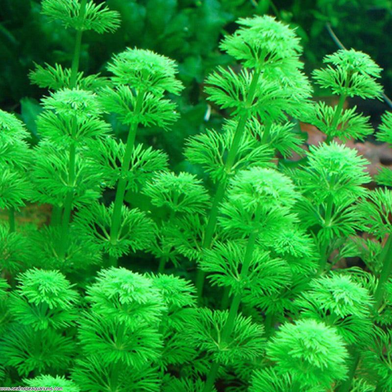 [SG READY STOCKS Live Aquatic Plant] Limnophila sessiflora in Lead Bunch by Aquatic Farmer
