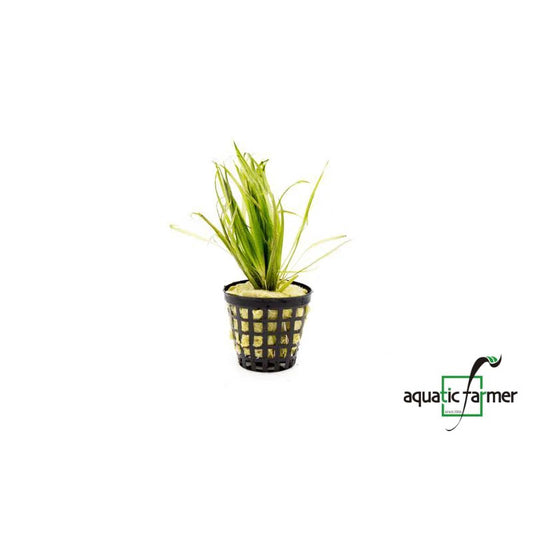 [SG READY STOCKS Live Aquatic Plant] Blyxa japonica Potted by Aquatic Farmer