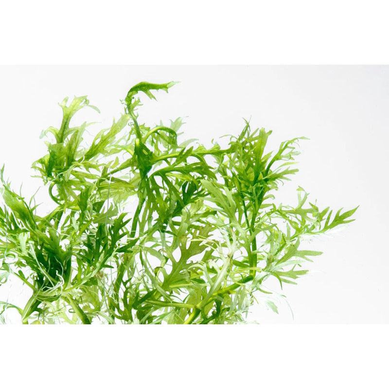 [SG READY STOCKS Live Aquatic Plant] Hygrophila Difformis in Lead Bunch by Aquatic Farmer