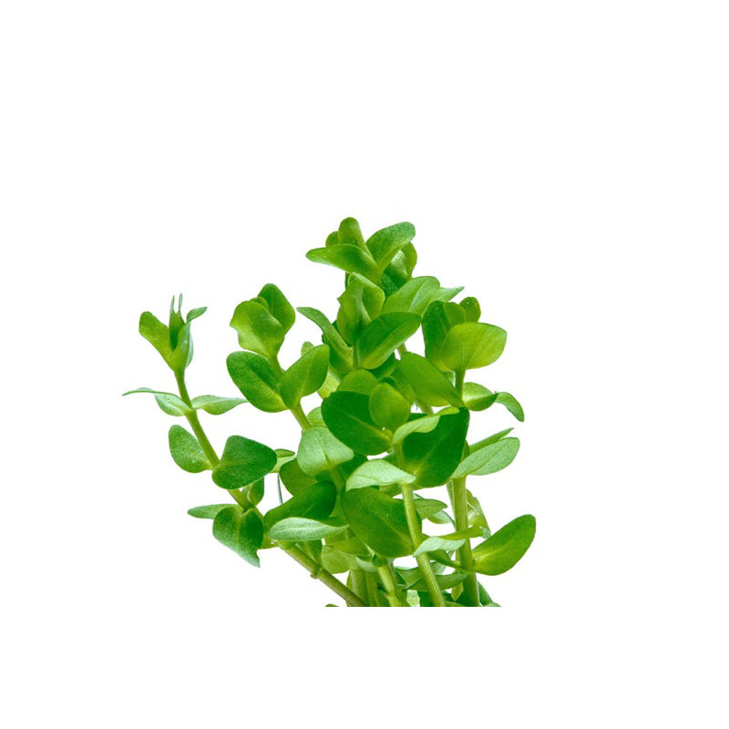 [SG READY STOCKS Live Aquatic Plant] Bacopa caroliniana in Lead Bunch by Aquatic Farmer