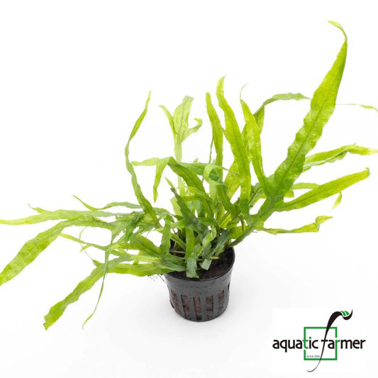 [SG READY STOCKS Live Aquatic Plant] Java Fern ‘Trident’ Potted by Aquatic Farmer