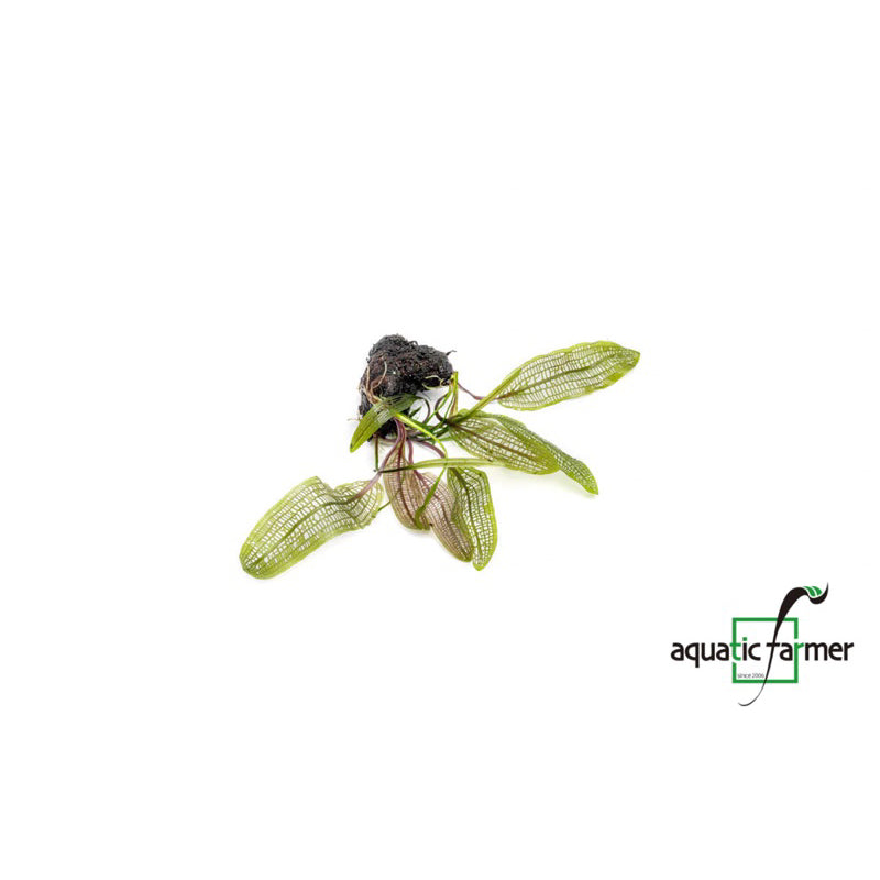 [SG READY STOCKS Live Aquatic Plant] Aponogeton Madagascariensis (BULB ONLY) by Aquatic Farmer