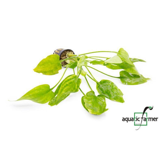 [SG READY STOCKS Live Aquatic Plant] Cryptocoryne pontederiifolia Potted by Aquatic Farmer