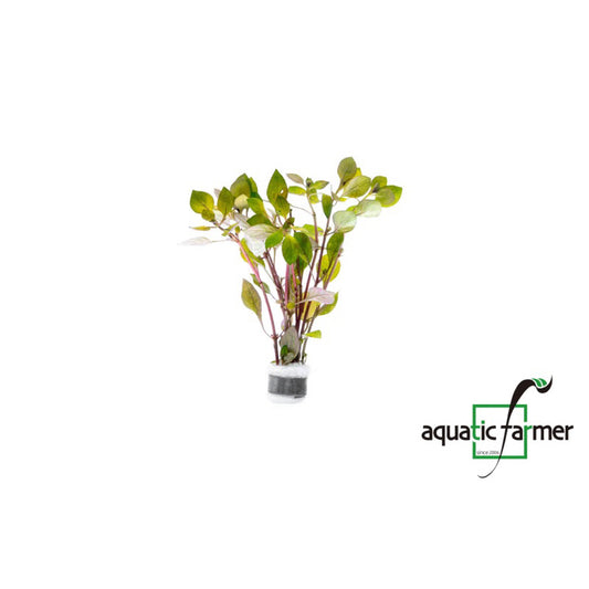 [SG READY STOCKS Live Aquatic Plant] Ludwigia palustris Super Red in Lead Bunch by Aquatic Farmer